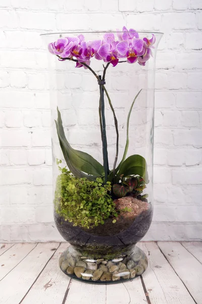 Fleur d'orchidée rose en terrarium Image En Vente