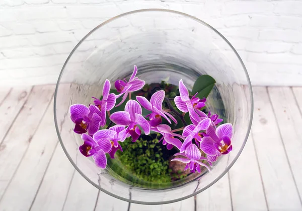 Flor de orquídea rosa en terrario Fotos De Stock Sin Royalties Gratis
