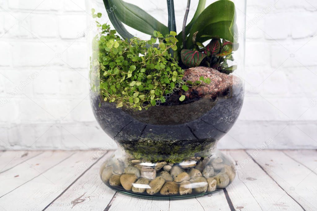 Bottle terrarium with plants and moss.