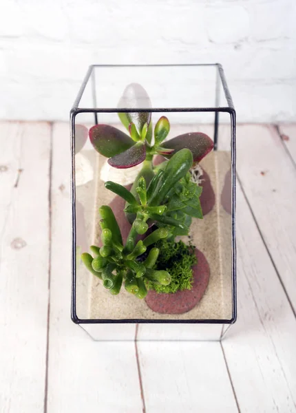 Florarium Mit Saftigen Pflanzen Auf Holztisch Kleiner Garten Mit Miniaturkaktus — Stockfoto