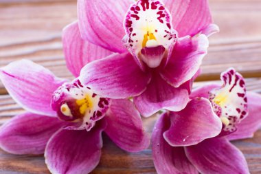 Spa ve sağlıklı yaşam ayarı ile orkide çiçek, ahşap mavi arka plan üzerine yağlıboya