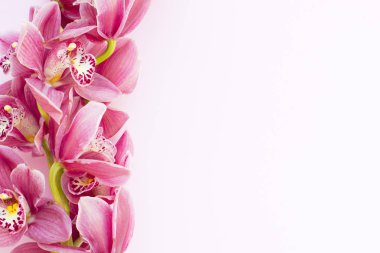 Spa ve sağlıklı yaşam ayarı ile orkide çiçek, ahşap beyaz arka plan üzerine