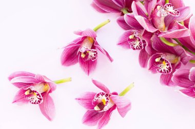 Spa ve sağlıklı yaşam ayarı ile orkide çiçek, ahşap beyaz arka plan üzerine