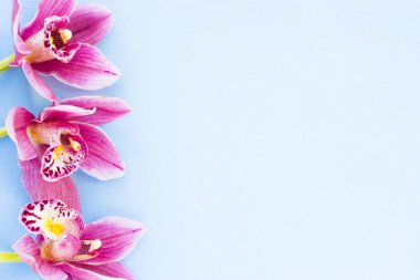 Spa ve sağlıklı yaşam ayarı ile orkide çiçek, ahşap mavi arka plan üzerine yağlıboya