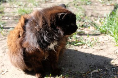 Siyah kabarık sokak kedi tarafına bakıyor. Bir evsiz hayvan koruma kavramı.