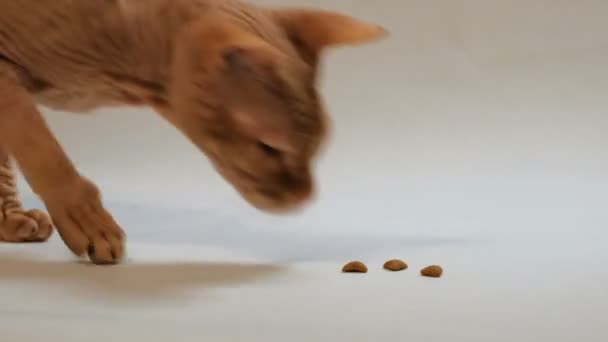 Φυλές Γάτας Don Sphynx Τρώει Τροφή Για Κατοικίδια Ζώα Τρεις — Αρχείο Βίντεο