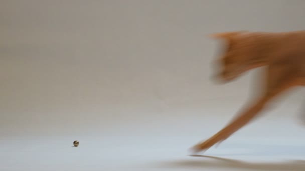 Γάτα Breeds Don Σφίγγα Μια Μικρή Μεταλλική Μπάλα Κυλά Πάνω — Αρχείο Βίντεο