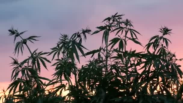 Silhueta Dos Topos Ramos Cânhamo Selvagem Contexto Pôr Sol Cultivo — Vídeo de Stock