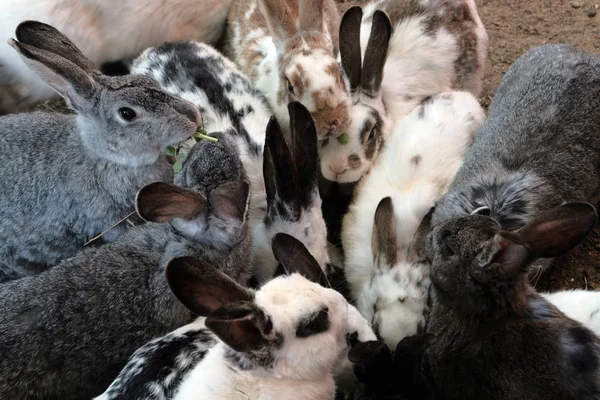 Banyak Kelinci Abu Abu Dan Putih Makan Rumput Dan Makanan — Stok Foto