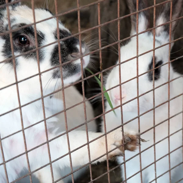 Tavşan kafes içinde ot yemek ve Ocak ızgarası ile görünüyor. Kare çerçeve.