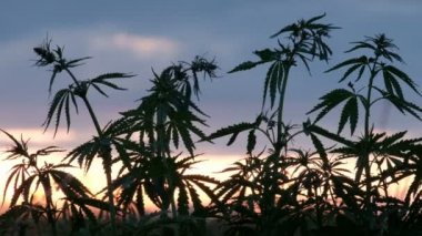 Güneş ışınları güneşin genç kenevir yeşil dallar üzerinden günbatımı Parlatıcı. Kenevir tarımı.