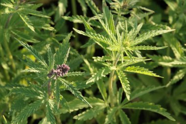 Genç kenevir çalıların üstleri yakın çekim. Kenevir çiçekli. Yukarıdan görüntüle.