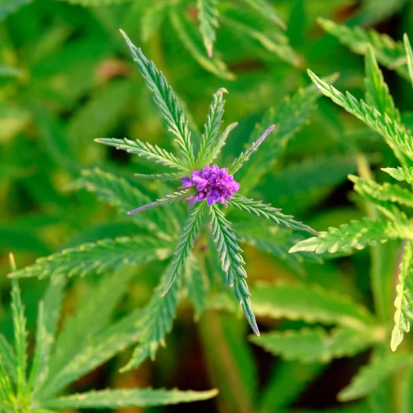 Flowering Period Cannabis Tops Bushes Young Hemp Pink Inflorescences Top — Stock Photo, Image