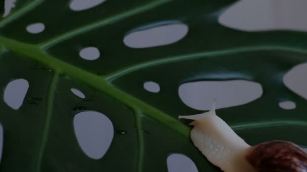 Улитка Ползает Зеленому Листку Растения Дырками Ускоренное Видео Временной Интервал — стоковое видео