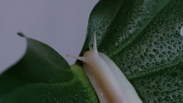 大蜗牛的身体的特写 它沿着绿色的植物叶子爬行 有水滴 慢耳蜗 — 图库视频影像