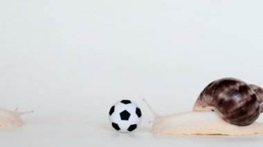 Salyangoz beyaz bir arka plan üzerinde futbol oynuyorum. Futbol topu ve Achatina. Yavaş oyuncular kavramı. Video veya Hızlandırılmış hızlandırılmış.