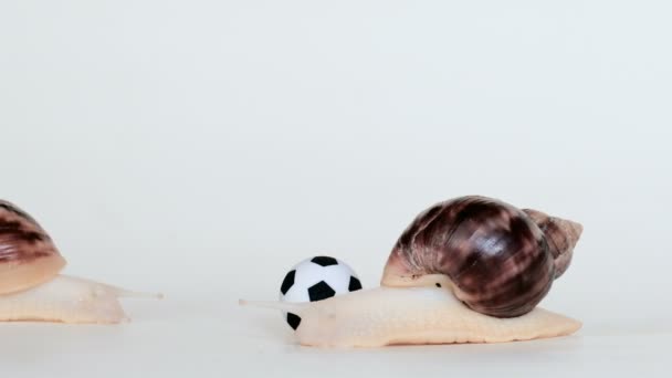 Two Snails Play Football White Background Soccer Ball Achatina Concept — Stock Video