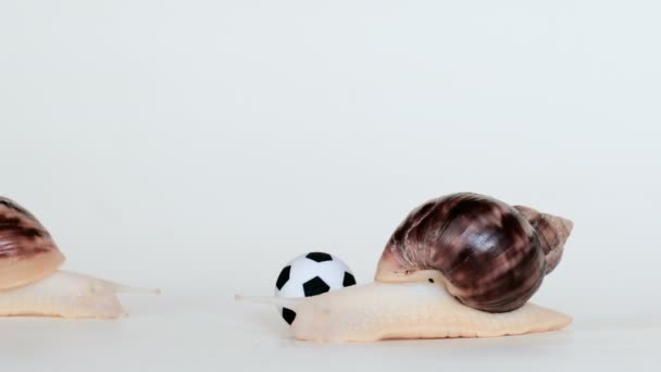 Deux escargots jouent au football sur fond blanc. Ballon de foot et Achatina. Le concept des joueurs lents. La vitesse réelle de la vidéo .