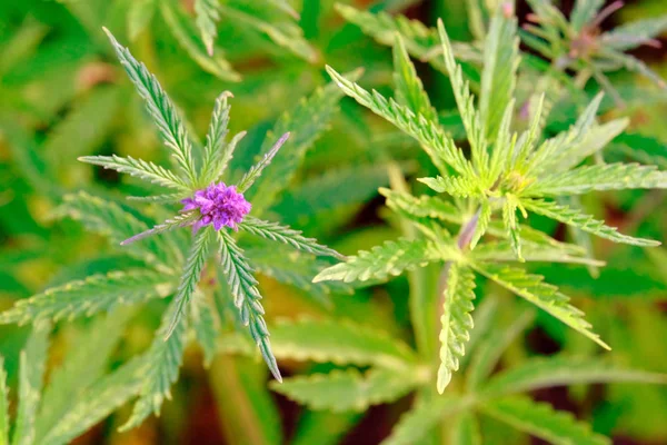 Top View Growing Marijuana Close Flowering Period Cannabis Tops Bushes — Stock Photo, Image