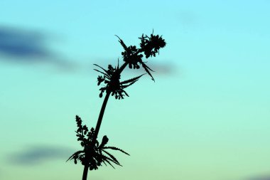 Genç bir kenevir çiçek ile bir çalı üst siluetleri var. Esrar çiçeklenme dönemi. Büyüyen esrar yakın çekim yan görünüm.