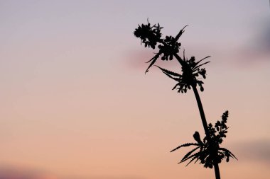 Esrar çiçeklenme dönemi. Genç bir kenevir çiçek ile bir çalı üst siluetleri var. Büyüyen esrar yakın çekim yan görünüm.