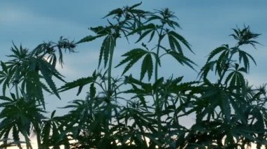 Lahanası alan kenevir rüzgarda duyulabilir. Gökyüzü arka planı Genç esrar üst kısımları. Yasallaştıran veya esrar yasaklama kavramı.