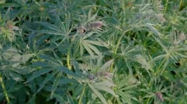 Kenevir çiçeklenme sırasında. Esrar alan kamera hareketi. Video genç esrar lahanası elinden çekim.