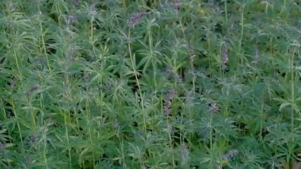大麻のてっぺんに紫の花房が風にかぎ針編み 開花期間中に大麻フィールドです ビデオ若いマリファナの芽の手から撮影します 上からの眺め — ストック動画