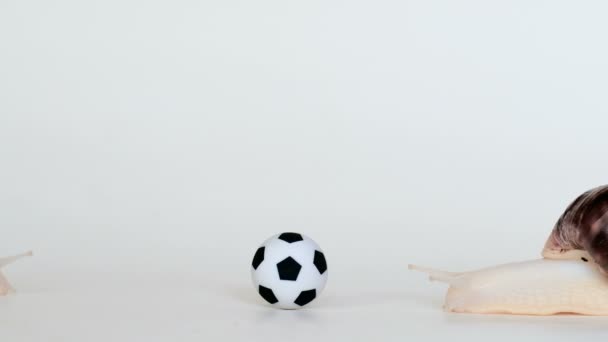 L'escargot remonte lentement jusqu'au ballon de football sur fond blanc. Les animaux jouent au football. Cochlée lente . — Video