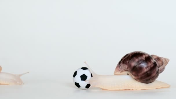 Una cóclea con sus cuernos toca una pelota de fútbol sobre un fondo blanco. El segundo caracol se arrastra desde lejos . — Vídeo de stock