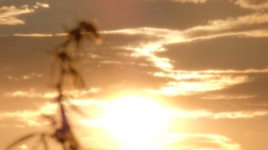 Bir gün batımı arka planda gökyüzü karşı rüzgarda sallanan bir genç kenevir şube Şubesi tepesine yakın çekim. Esrar ekimi veya vahşi bitkiler. Yasallaştırma ilaçların.