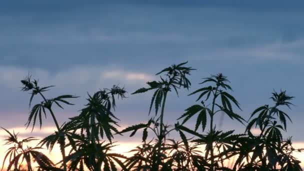 La puesta de sol brilla a través de las ramas verdes del cáñamo joven. Concepto de cultivo de cannabis. El concepto de legalizar o prohibir el uso de la marihuana . — Vídeo de stock