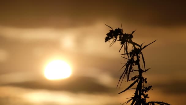 Primer plano de la parte superior de una rama de una rama de cáñamo joven balanceándose en el viento sobre el fondo de una puesta de sol en el cielo. Cultivo de cannabis o plantas silvestres. Legalización de las drogas . — Vídeo de stock