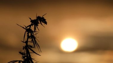 Bir gün batımı arka planda gökyüzü karşı rüzgarda sallanan bir genç kenevir şube Şubesi tepesine yakın çekim. Esrar ekimi veya vahşi bitkiler. Yasallaştırma ilaçların.