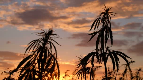 La silueta de la parte superior de las ramas de cáñamo silvestre sobre un fondo de puesta de sol. Cultivo del cannabis. Legalización de la marihuana . — Vídeos de Stock