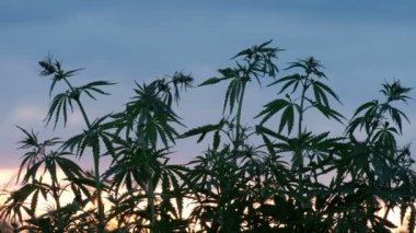 Esrar ekimi. Rüzgara karşı günbatımı bir arka plan içinde genç bir kenevir yeşil dallar crouch.
