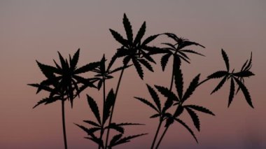 Pembe akşam gökyüzü arka planı genç Kenevir çeşitli kısımları. Rüzgarda günbatımında hareket esrar silüeti lahanası.
