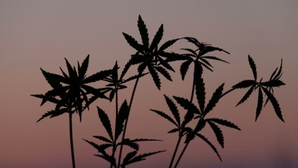 Varias tapas de cáñamo joven contra el fondo del cielo rosado de la noche. Silueta de brotes de cannabis moviéndose en el viento al atardecer . — Vídeos de Stock