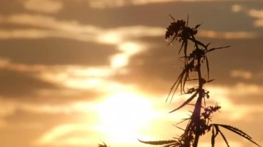 Bir gün batımı arka planda gökyüzü karşı rüzgarda sallanan bir genç kenevir şube Şubesi tepesine yakın çekim. Esrar ekimi veya vahşi bitkiler. Yasallaştırma ilaçların.