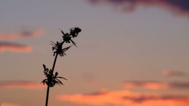 Kenevir bitki tohumları batımında ile tepesinde. Esrar akşam gökyüzü arka planı bir dalı. Yetiştirme ve marihuana yasallaştırma.