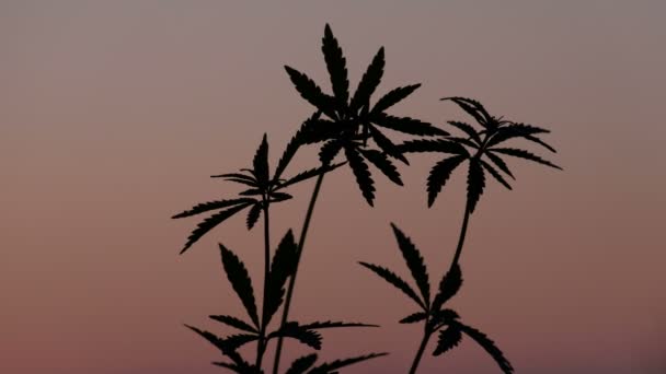 Primer plano de tres tapas de cáñamo joven sobre un fondo de cielo rosado por la noche. Silueta de brotes de cannabis al atardecer. Cultivo y legalización de la marihuana . — Vídeos de Stock