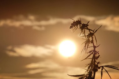 Cannabis leaned toward the sun. Concept for background on the legalization or prohibition of marijuana. Silhouettes the tops of wild hemp with inflorescence and seeds against the beautiful evening sky. clipart