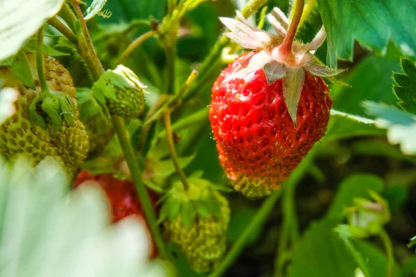 Doğal Çilek yeşil yaprakları arasında büyümek. Arka plan. Etiket tasarımını veya sağlıklı beslenme kavramı için.