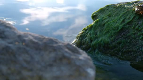 Одна Европейская Раковина Камне Зелеными Водорослями Спускается Воду — стоковое видео