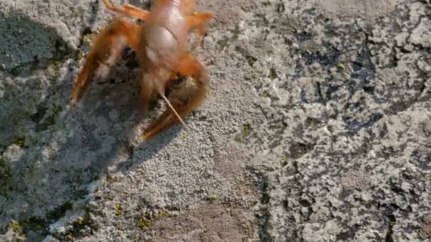 Amerikaanse of Europese rivierkreeft op een rots bedekt met mos komt neer. — Stockvideo