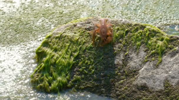 Ein Flusskrebs fällt vom Stein ins Wasser, das mit Wasser oder Schlamm bedeckt ist. — Stockvideo