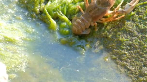 野生のザリガニの動き後方。藻類と緑色の泥石と水に. — ストック動画