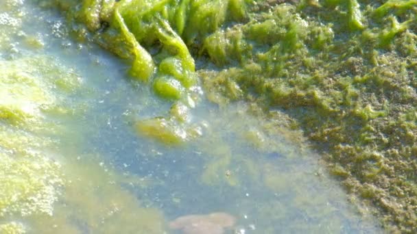 Um verdadeiro lagostim vivo rasteja para fora da água com a cauda para a frente e se vira, rastejando para cima. Vida selvagem nas rochas de um lago ou rio. Algas e matiz verde no fundo . — Vídeo de Stock