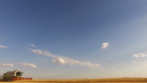 カザフスタン 2018年 左から右へのフィールド受け渡しのコンバインのクローズ アップ 青空空間をコピーします 小麦の収穫 — ストック動画