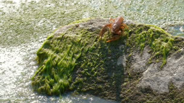 川のザリガニは 戻って石の上をクロールし 藻類に逆さまに落ちる Astacus Astacus は後方に移動します 野生動物保護の概念 — ストック動画